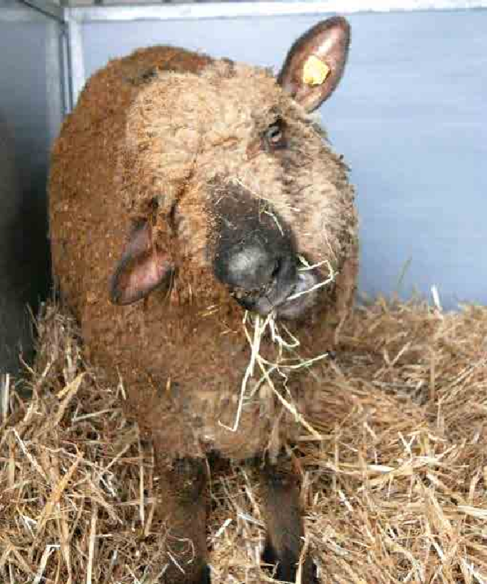 <p></p><p><strong><span>Caused by:</span></strong></p><ul><li><p><em><mark data-color="red" style="background-color: red; color: inherit;"><span>Listeria monocytogenes </span></mark></em><span>(most common)</span></p></li><li><p><em><span>L. ivanovii</span></em></p></li></ul><p><strong><span>Susceptible species:</span></strong></p><ul><li><p><span>Mammals, birds, reptiles, amphibians and fish.</span></p></li><li><p><mark data-color="red" style="background-color: red; color: inherit;"><span>Rodents are reservoirs!</span></mark></p></li><li><p><span>Most often seen in</span><mark data-color="red" style="background-color: red; color: inherit;"><span> cattle, sheep and goat.</span></mark></p></li><li><p><mark data-color="red" style="background-color: red; color: inherit;"><span>ZOONOTIC</span></mark></p></li></ul><p><strong>Transmission:</strong></p><ul><li><p><mark data-color="red" style="background-color: red; color: inherit;"><span>Mainly ingestion</span></mark><span>, from soil, plants, water,</span></p></li><li><p><span>often linked to </span><mark data-color="red" style="background-color: red; color: inherit;"><span>eating silage in cattle</span></mark><span>.</span></p></li><li><p><span>For humans it can be</span><mark data-color="red" style="background-color: red; color: inherit;"><span> unpasteurized milk and undercooked meat, direct contact with placenta and fetus</span></mark><span>.</span></p></li><li><p><span>Can be shed in feces of infected animal.</span></p></li></ul><p><strong>Epizootology:</strong></p><ul><li><p><mark data-color="red" style="background-color: red; color: inherit;"><span>Very resistant to environmental changes</span></mark></p></li><li><p><span>Replication is stopped at under 2 C and above 45C.</span></p></li><li><p><span>Pasteurization inactivates bacteria at 72C.</span></p></li><li><p><span>Refrigerator temp and frozen food are favorable.</span></p></li><li><p><span>Occurrence in soil (at 5C for 5 years), plants, animals, feces and water (1-2 years) and silage (12-16 months).</span></p></li><li><p><mark data-color="red" style="background-color: red; color: inherit;"><span>Seasonal incidence</span></mark><span>, sporadic or enzootic during </span><mark data-color="red" style="background-color: red; color: inherit;"><span>winter-spring.</span></mark></p></li><li><p><span>Predisposing factors: hygiene, nutrition, and infectious or non-infectious diseases.</span></p></li><li><p><span>Asymptomatic carriage is more common.</span></p></li></ul><p></p><p><strong>Clinical signs:</strong></p><ul><li><p><strong><span>Reproductive losses </span></strong><span>are one of the most common signs. May </span><mark data-color="red" style="background-color: red; color: inherit;"><span>abort </span></mark><span>late in gestation or give birth to stillborn offspring. Cause </span><mark data-color="red" style="background-color: red; color: inherit;"><span>retained placenta, metritis and septicemia</span></mark><span>.</span></p></li><li><p><strong><span>CNS disease</span></strong><span>, in adults. Depression, anorexia, </span><mark data-color="red" style="background-color: red; color: inherit;"><span>facial paralysis</span></mark><span>, dysphagia, excessive salivation, nystagmus, incoordination. </span><mark data-color="red" style="background-color: red; color: inherit;"><span>Paralysis of limbs,</span></mark><span> animals cannot move, typical are </span><mark data-color="red" style="background-color: red; color: inherit;"><span>swimming movements</span></mark><span> → </span><mark data-color="red" style="background-color: red; color: inherit;"><span>coma, death after 3-10 days.</span></mark></p></li><li><p><strong><span>Septicemia </span></strong><span>is seen in young ruminants or adults with metritis. Gastroenteritis, weakness, anorexia, serous eye discharge, death. </span><mark data-color="red" style="background-color: red; color: inherit;"><span>Most common form in birds.</span></mark></p></li></ul><p><strong><span>Clinical signs in humans:</span></strong></p><ul><li><p><span>- Reproductive losses: </span><mark data-color="red" style="background-color: red; color: inherit;"><span>abortion, stillbirth, fever, headache. </span></mark><span>Symptoms occur in 3rd trimester.</span></p></li><li><p><span>- Septicemia</span></p></li><li><p><span>- CNS disease: encephalitis, </span><mark data-color="red" style="background-color: red; color: inherit;"><span>meningitis</span></mark><span>, seizures can occur.</span></p></li><li><p><span>- </span><mark data-color="red" style="background-color: red; color: inherit;"><span>Febrile gastroenteritis</span></mark><span>: diarrhea, fever, nausea, headache </span><mark data-color="red" style="background-color: red; color: inherit;"><span>“flue-like symptoms”.</span></mark></p></li><li><p><span>- Skin rashes (rare, may occur in veterinarians)</span></p></li></ul><p></p><p><strong>Pathology:</strong></p><ul><li><p><span>Alimentary route of transmission, from contaminated food, or through conjuctiva and urogenital system. </span></p></li><li><p><mark data-color="red" style="background-color: red; color: inherit;"><span>Entry by blood and lymphatic circulation to parenchymatous organs, CNS and genital tract.</span></mark></p></li><li><p><span>Migration of bacteria along peripheral nerves to CNS.</span></p></li><li><p><span>In pregnancy, </span><mark data-color="red" style="background-color: red; color: inherit;"><span>transfer from genital organs through placenta to fetal fluids</span></mark><span> which are aspirated by fetus and cause generalized infection → abortion, stillbirth</span></p></li><li><p><mark data-color="red" style="background-color: red; color: inherit;"><span>Septicemic form </span></mark><span>– haemorragies in pleura, epicardium, necrotic lesions in liver and spleen. </span></p></li><li><p><mark data-color="red" style="background-color: red; color: inherit;"><span>Encephalitic form </span></mark><span>–oedema of brain, suppurative meningoencephalitis</span></p></li><li><p><span>At abortion we can observe changes in chorioplacental – necrotic lesions, aborted foetus is oedematous, mummified, </span><mark data-color="red" style="background-color: red; color: inherit;"><span>spleen is enlarged, necrotic lesions in liver</span></mark></p></li></ul><p></p><p><strong>Diagnosis:</strong></p><ul><li><p><span>Clinical signs, necropsy, microbiological tests, agent isolation, serology (ELISA and PCR) </span></p></li><li><p><span>Sampling: heart, liver, kidneys, spleen, brain, blood, CSF</span></p></li></ul><p><strong><span>Prevention: </span></strong><span>ensure optimum conditions for breeding and nutrition, </span><mark data-color="red" style="background-color: red; color: inherit;"><span>correct process of silage and hay fermentation</span></mark><span>, hygienic standards of silage and hay, control of fodder, regular disinfection and </span><mark data-color="red" style="background-color: red; color: inherit;"><span>rodent control.</span></mark></p><p><strong><span>Therapy and control: </span></strong><span>ATB, </span><mark data-color="red" style="background-color: red; color: inherit;"><span>vaccination in sheep.</span></mark></p><p></p>