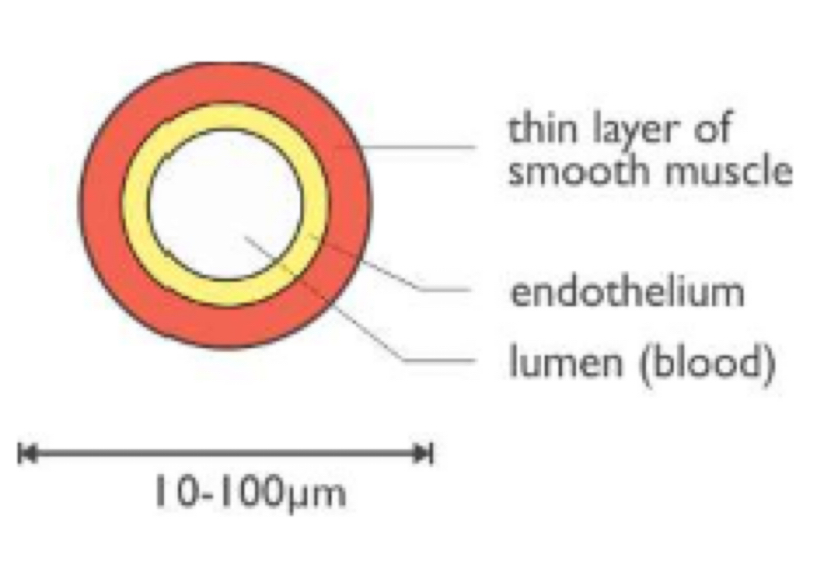 <p><strong><u>Function:</u></strong></p><ul><li><p>carry blood from arteries to one capillary bed</p></li></ul><p><strong><u>Structure:</u></strong></p><ul><li><p>thick walls with smooth muscle &amp; endothelium to control blood flow to capillary bed</p></li><li><p>small lumen</p></li><li><p>no valves</p></li><li><p>blood pressure falls &amp; is usually oxygenated (except in pulmonary circulation)</p></li></ul><p></p>