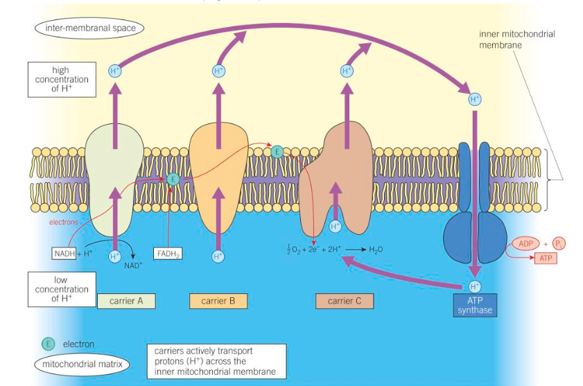 knowt flashcard image