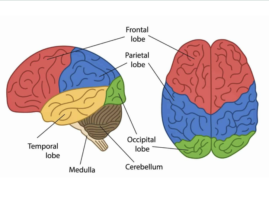 <ul><li><p>There are four lobes in the cerebral cortex: frontal, parietal, temporal, and occipital. (use right fist for memory)<br><br></p></li></ul><p></p>