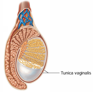 <p>What type of membrane is the tunica vaginalis + what is it derived from?</p>