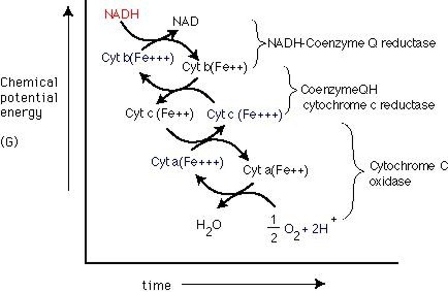 <p>Series of complexes transferring electrons to oxygen.</p>