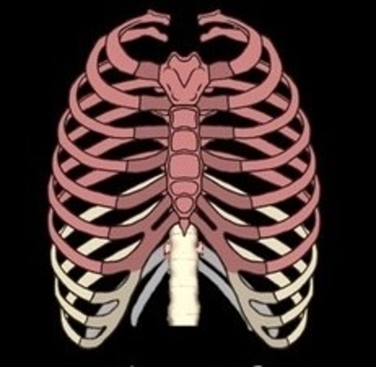 <p>First seven pairs of ribs directly attached to sternum.</p>