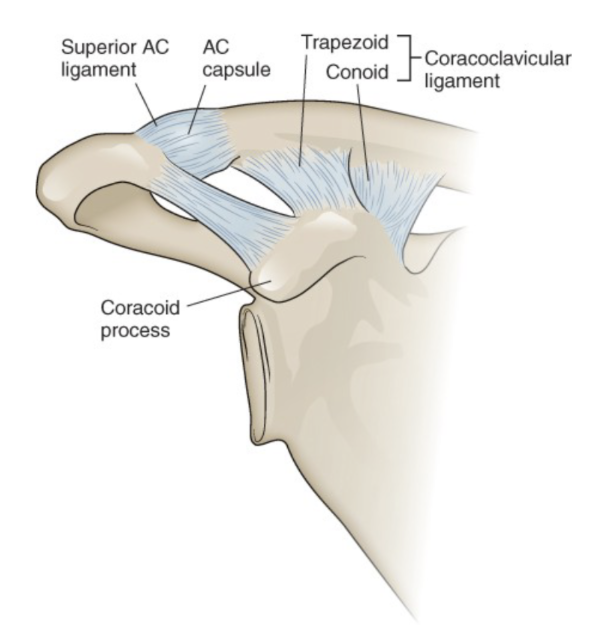 <p>Plane, synovial joint</p><ul><li><p>articulations</p><ul><li><p>acromion (scapula)</p></li><li><p>lateral claavicle (acromial end)</p></li></ul></li><li><p>support</p><ul><li><p>capsule</p></li><li><p>superior acromioclavicular ligament</p></li><li><p>coracoclavicular ligament</p></li></ul></li><li><p>movements</p><ul><li><p>rotation (scapula)</p></li><li><p>anterior/posterior (SCJ)</p></li></ul></li></ul><p></p>