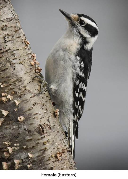 <p><u>Downy Woodpecker</u>, <em>Dryobates pubescens</em> - A small woodpecker species with a black and white plumage and a short bill, commonly found in forests and woodlands.</p>