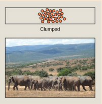 <p>Schools of fish or herds of elephants. May also result when favorable conditions are localized, organisms will tend to clump around those, such as lions around a watering hole.</p>