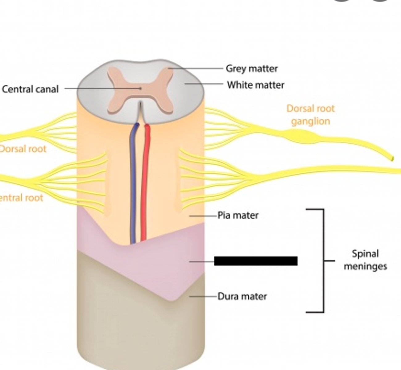 <p>middle layer of the meninges</p>