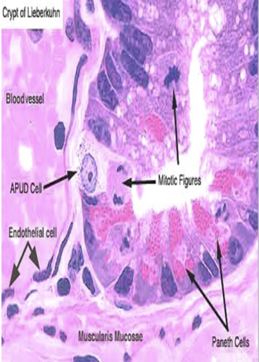 <p>− Single-cell mucosal endocrine glands </p><p>- mainly small intestine</p>
