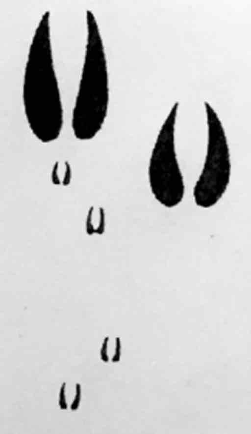 <p>What footprint is this?</p>