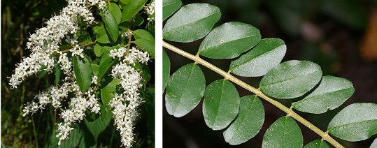 <p>Oleaceae</p><p>Ligustrum sinense</p>