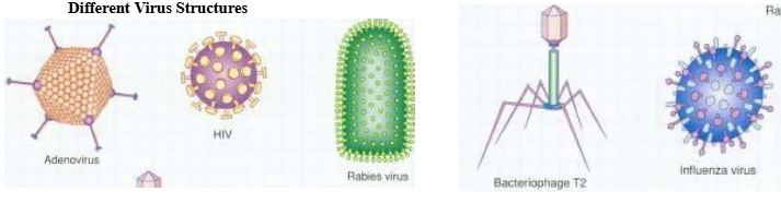 <p><span style="color: yellow;">adeno virus, HIV, rabies virus, bacteriophage T2, influenza virus</span></p>