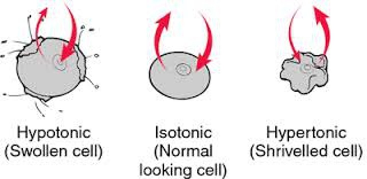 <p>the ability of a surrounding solution to cause a cell to gain or lose water</p>