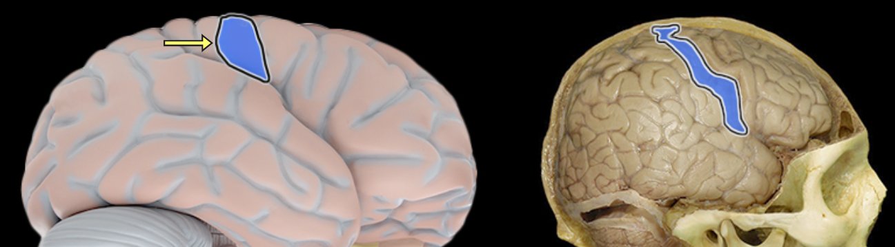 <p>Postcentral gyrus</p>