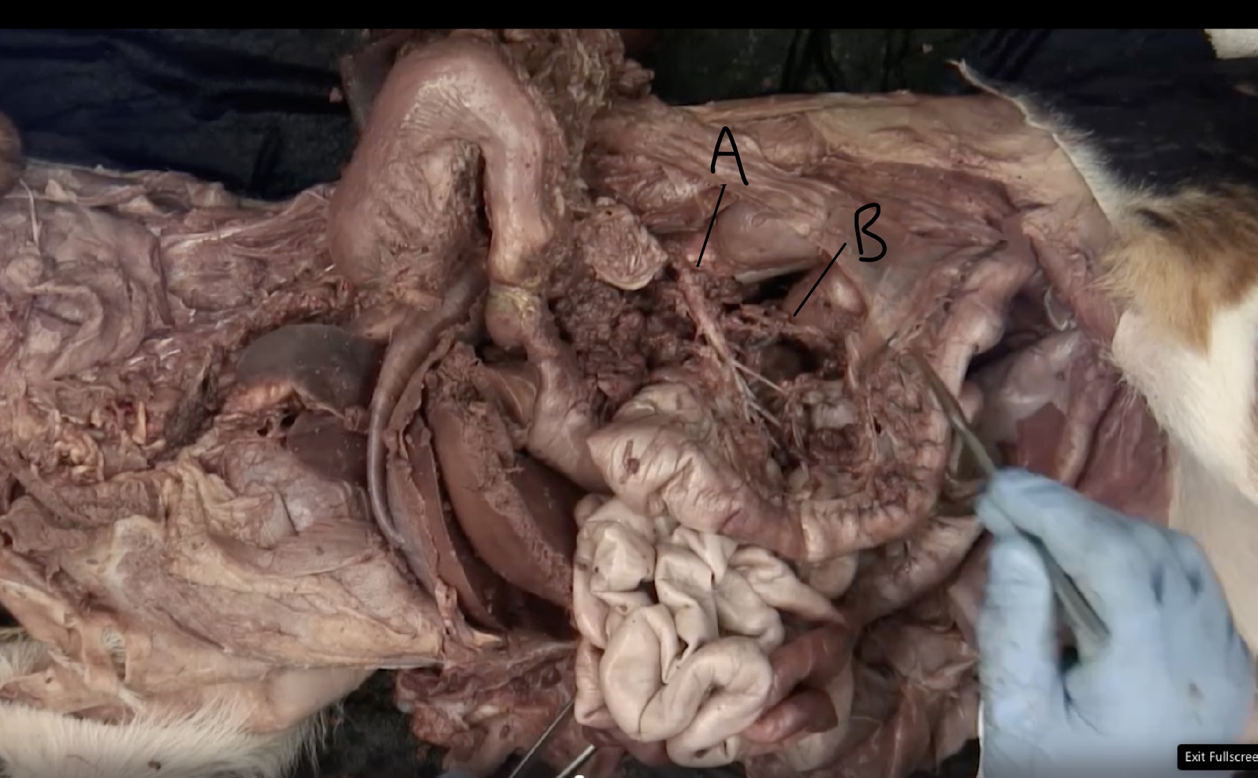 A