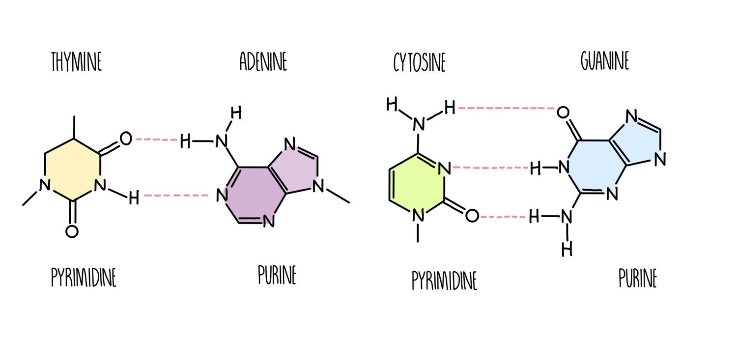 <p>Nitrogenous bases that have a single ring of carbon and nitrogen atoms</p><p></p><p>- cytosine and thymine (Uracil)</p>