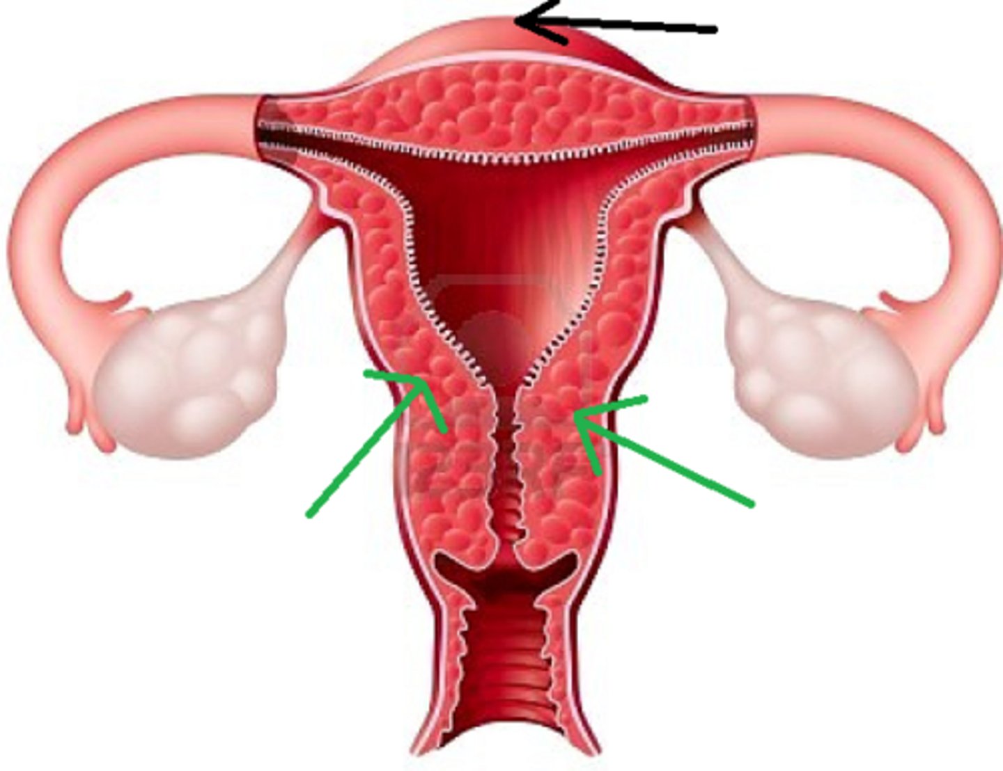 <p>muscular wall of the uterus</p>