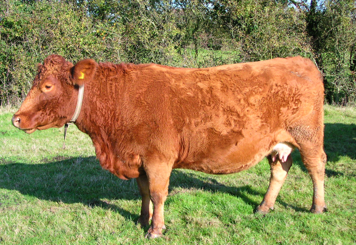 <ul><li><p>Originated from Devon &amp; Cornwall, England (Southwest)</p></li><li><p><strong>Largest of the British Breeds</strong></p><ul><li><p><strong>Irrelevant to the industry</strong></p></li></ul></li><li><p>Can be<strong> horned or polled</strong></p></li><li><p>Some can be black; predominantly red</p></li><li><p>Has more hair compared to other breeds, but not as much as Highland or Galloway</p></li></ul><p></p>