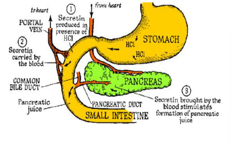 <p><strong>Protein Digestion </strong></p><ol start="3"><li><p>These proteases <strong>break down polypeptides into smaller ______ (very few peptides have to be broken down at this stage) </strong></p></li></ol><p></p>