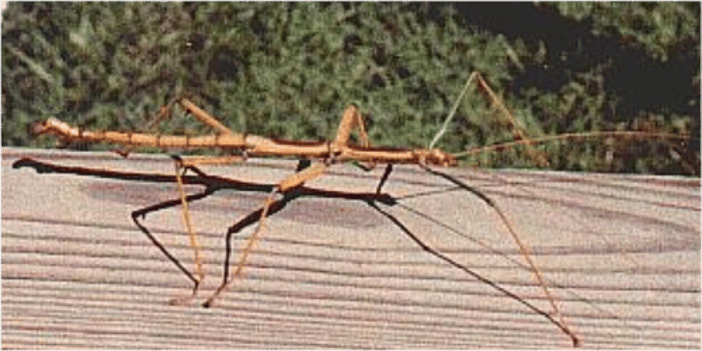 <p>walking sticks</p>