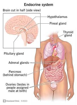 <p>Endocrine system</p>