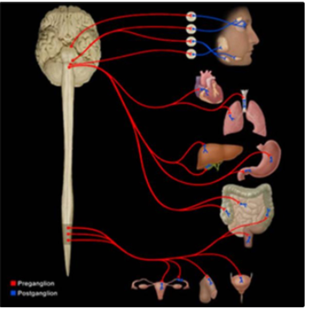 <p>cranio-sacral outflow</p>