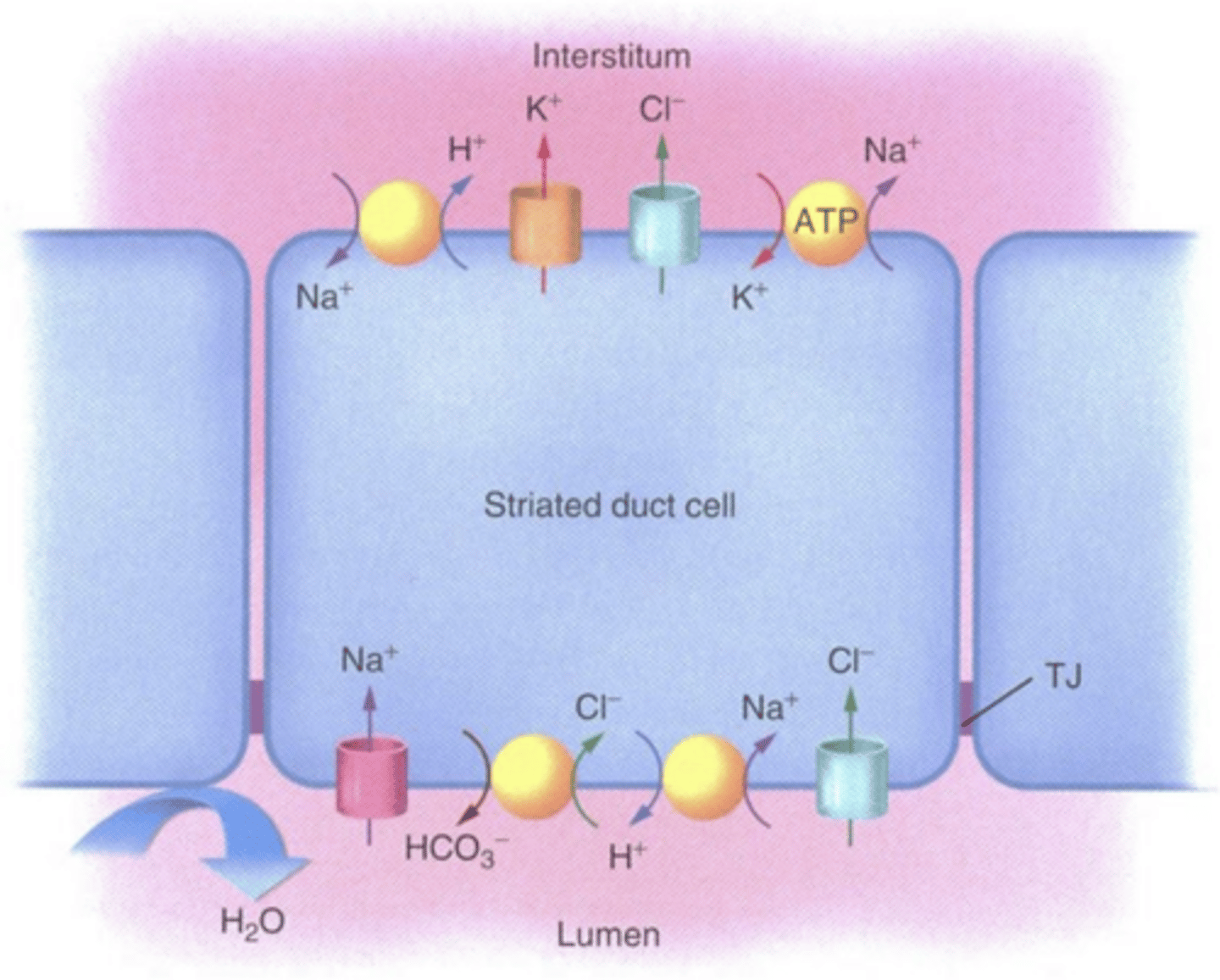 <p>Na+ and Cl-</p><p>K+ and HCO3-</p>