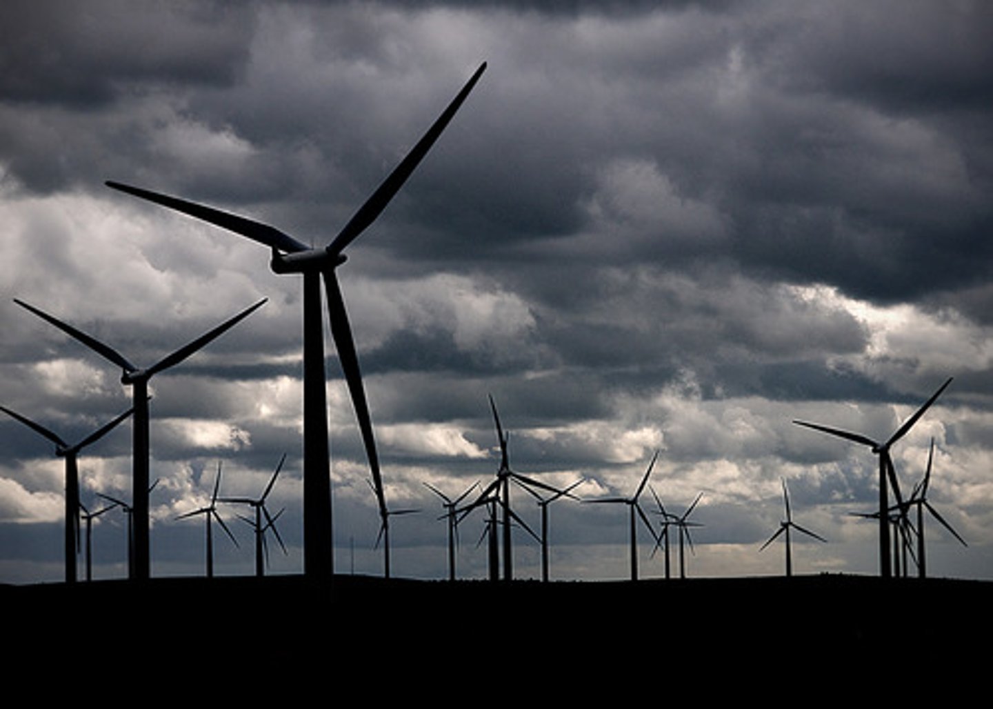 <p>a group of wind turbines that produce electricity. grouped for efficiency of maintenance and electricity distribution</p>