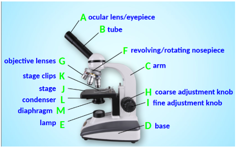 <p>Essential tools for observing cells and other tiny specimens.</p>