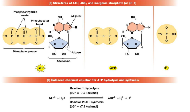 <p>Primary energy currency</p><p>Power cell movement, transport of molecules/ions, and enzyme catalyzed reactions. </p><p></p>