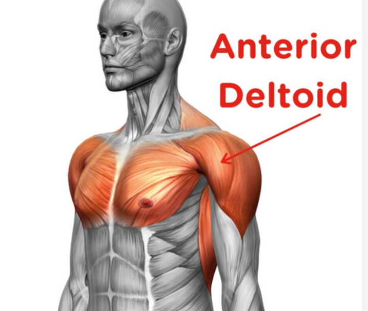 Muscular anatomy: deltoid - anterior 