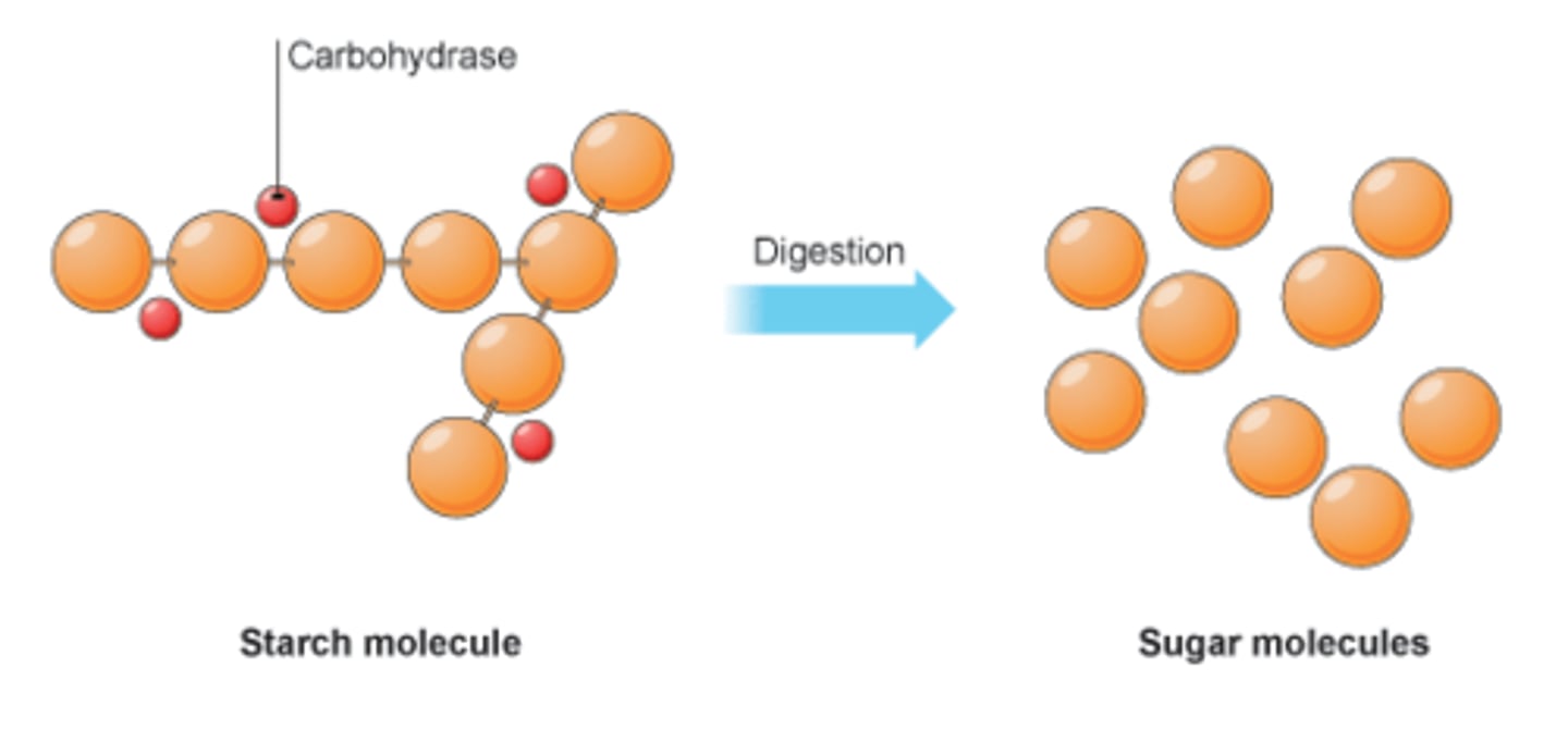 <p>Enzymes that speed up the breakdown of carbohydrates into simple sugars</p>