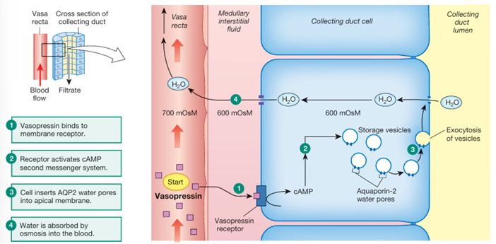 <ol><li><p>vasopressing arrives at the collecting duct</p></li><li><p>it binds to V2 receptors on the basolateral side of the cell</p></li><li><p>binding activates a Gprotein/cAMP 2nd messenger system</p></li><li><p>subsequent phosphorylation of the intracellular protein causes the AQP2 vesicles to move to the apical membrane and fuse with it</p></li><li><p>exocytosis inserts the AQP2 water pores into the apical membrane</p></li><li><p>now the cell is permeable to water</p></li></ol><p></p>