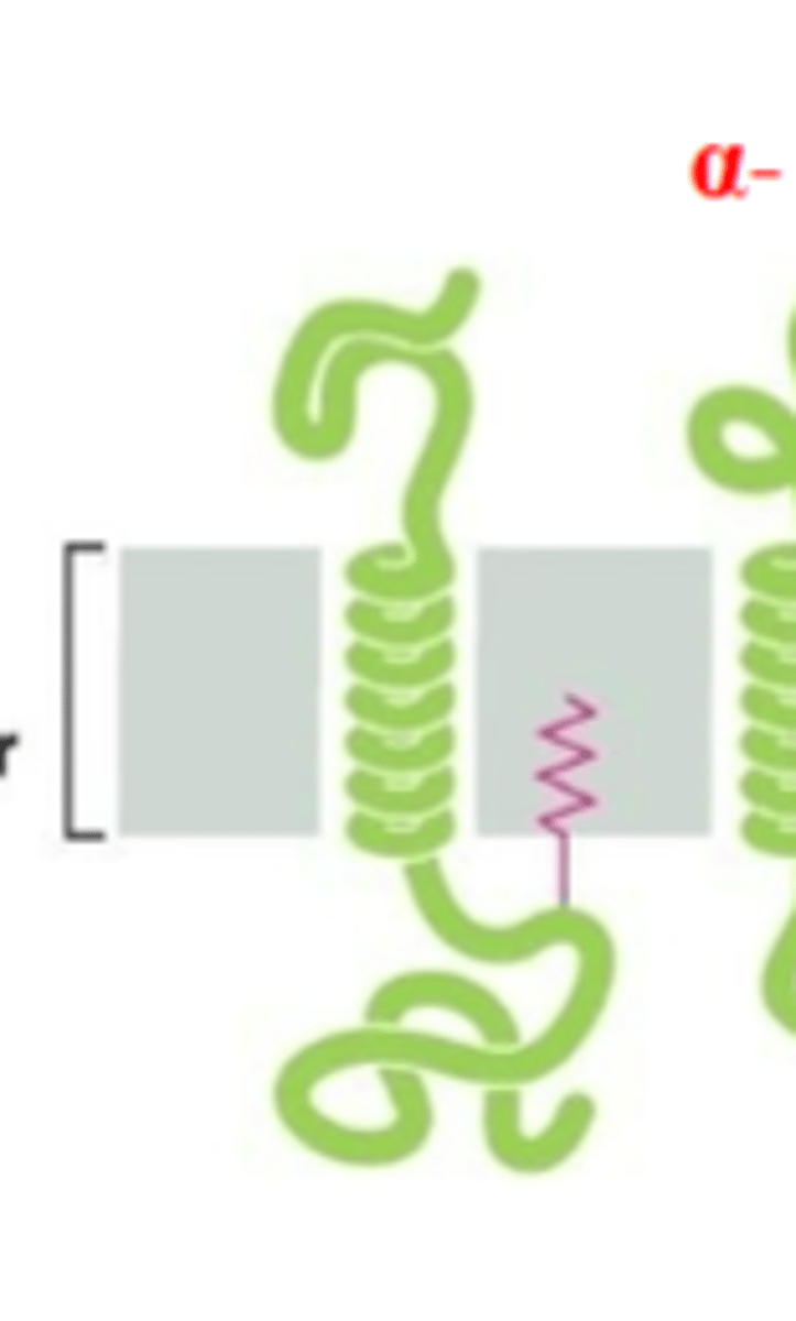 <p>Integral proteins that span the membrane.</p>