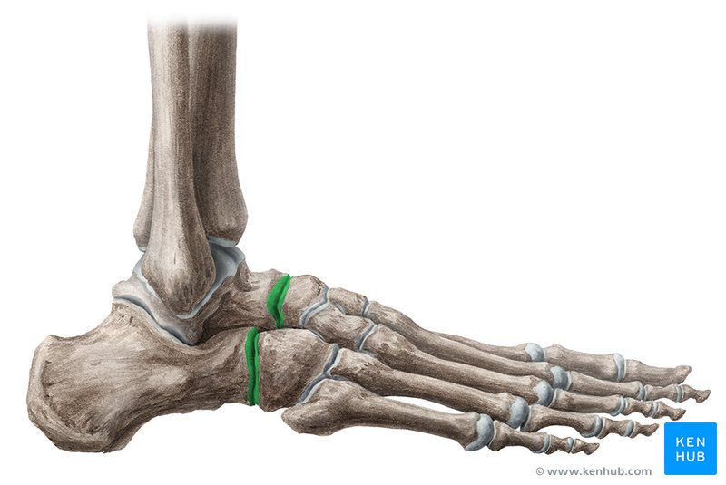 <p>Between 2 Tarsals</p>