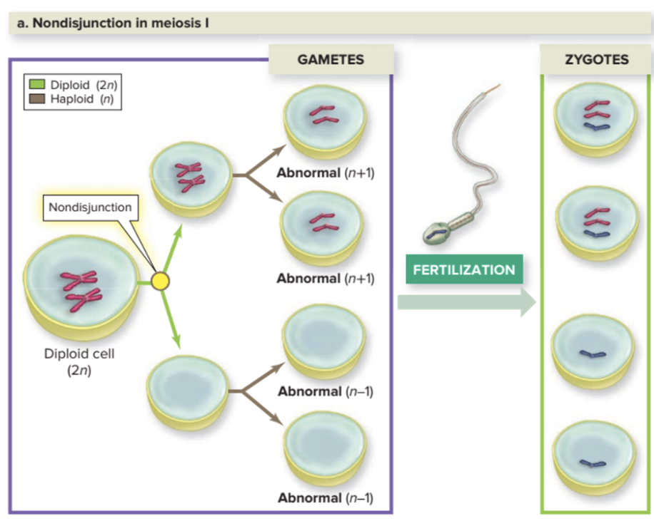 <p>Nondisjunction</p>