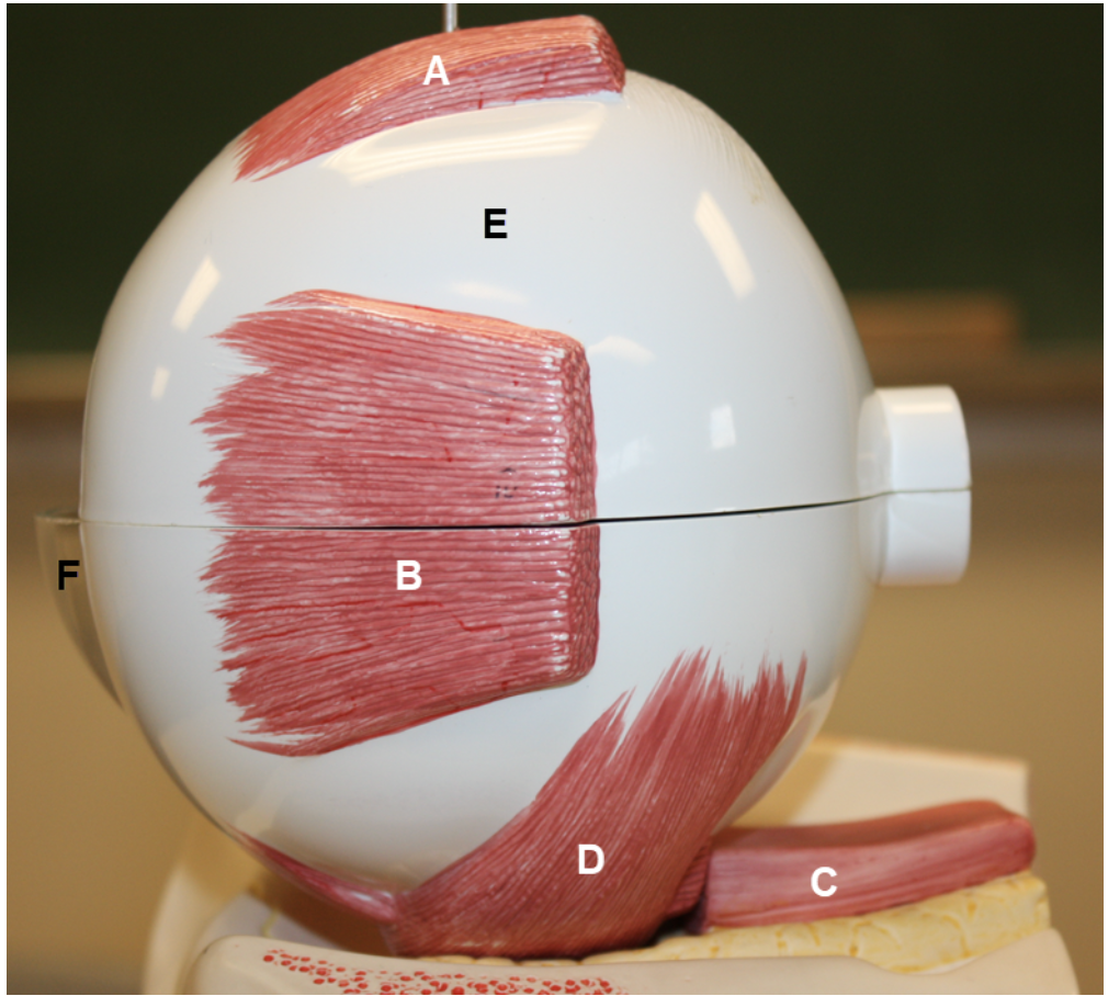 <p><span><span>In the image above, identify structures A-F.</span></span></p>