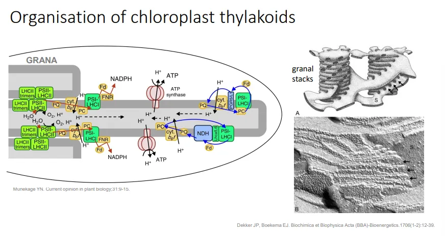 <ul><li><p>thylakoids are stacked into <strong>grana</strong>, which <strong>maximises </strong>the <strong>absorption </strong>of light</p></li><li><p>the granal stacks are <strong>connected </strong>by single thylakoids, because some sections of the thylakoid membrane must be <strong>exposed </strong>to the <strong>stroma</strong></p></li><li><p>this allows the <strong>ETC </strong>and <strong>ATP synthase</strong> to release <strong>NADPH </strong>and <strong>ATP </strong>into the <strong>stroma</strong> for the <strong>calvin-benson cycle</strong> to occur</p></li></ul><p></p>