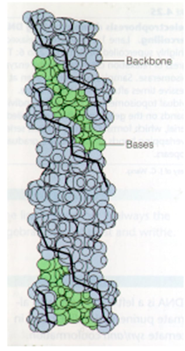 <p>Secondary structure of DNA characterized by 12 bases per turn, a left-handed helix, and a sugar-phosphate backbone that zigzags back and forth.</p><p>- plays a role in transcription (certain proteins recognize it)</p><p>-affects level of compaction</p>