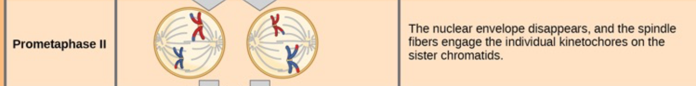 <ul><li><p>The <strong>nuclear envelope completely breaks down</strong> (if it had reformed after Meiosis I).</p></li><li><p class="p1">Spindle is fully formed</p></li><li><p class="p1"><strong>Spindle fibers attach</strong> to the <strong>kinetochores</strong> of each sister chromatid on opposite sides of the centromere</p></li></ul><p></p>