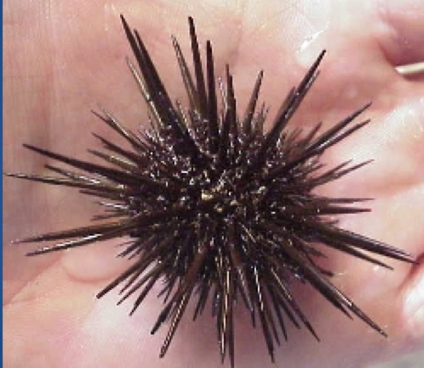 <p><em>Echinometra oblonga</em></p>