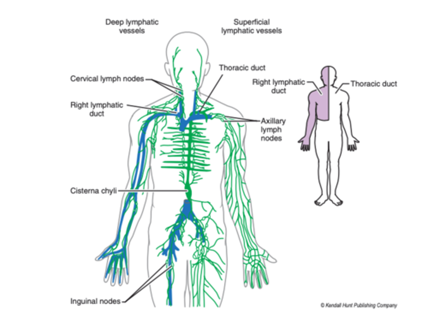 <p>thoracic duct</p>