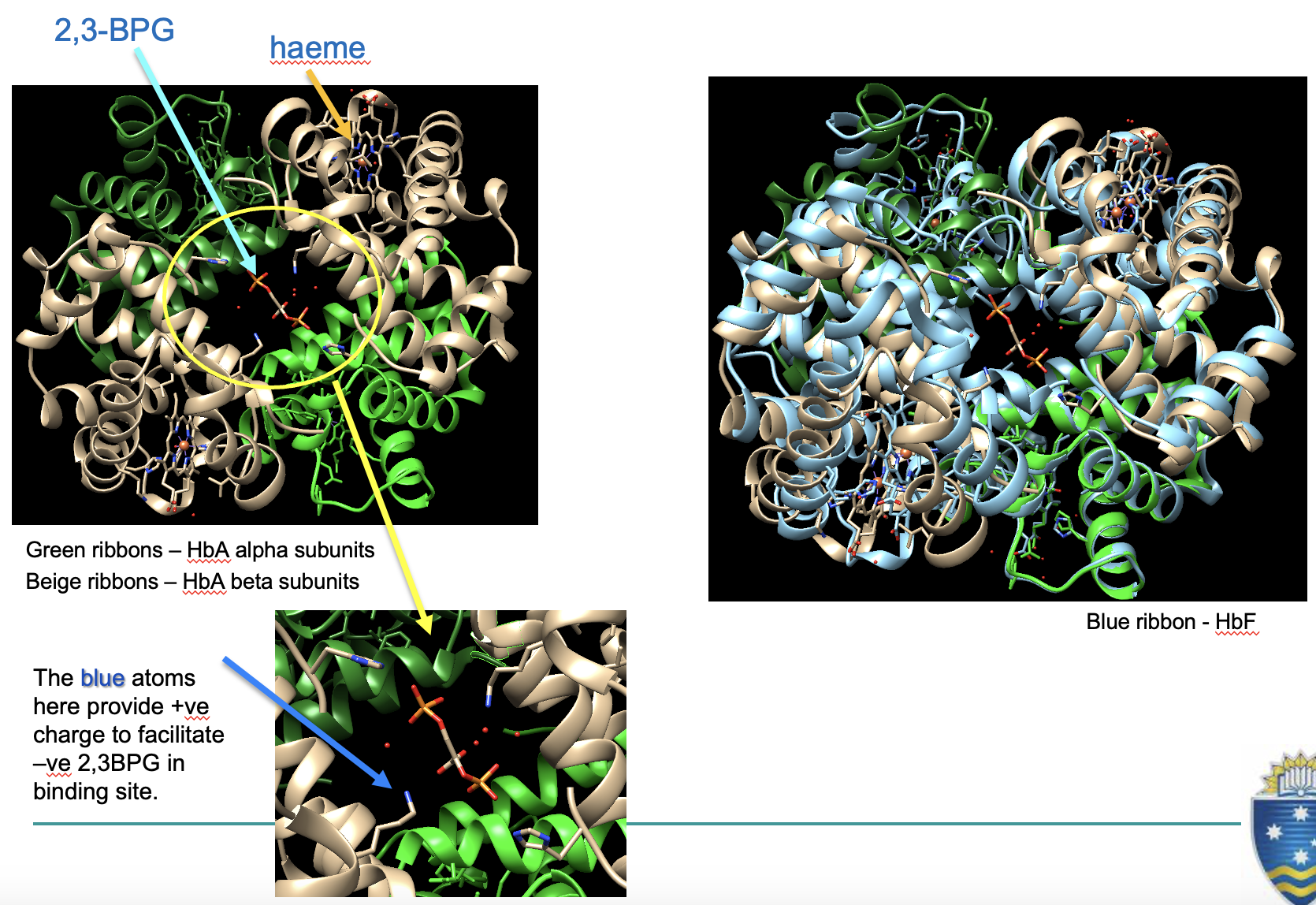 <ul><li><p>the foetus depends on mother for oxygen, so their Hb has higher affinity (can bind oxygen faster)</p></li><li><p><span>HbF contains 2 </span>γ<span> subunits instead of ß subunits (</span><strong>α</strong><span><strong><sub>2</sub></strong></span><strong>γ</strong><span><strong><sub>2</sub></strong></span>)</p></li><li><p>2,3-BPG cannot bind as well, <u>increasing O2 affinity</u></p><ul><li><p>(due to lack of positive amino acid to bind to)</p></li></ul></li><li><p>lose HbF across foetal development</p></li></ul><p></p>
