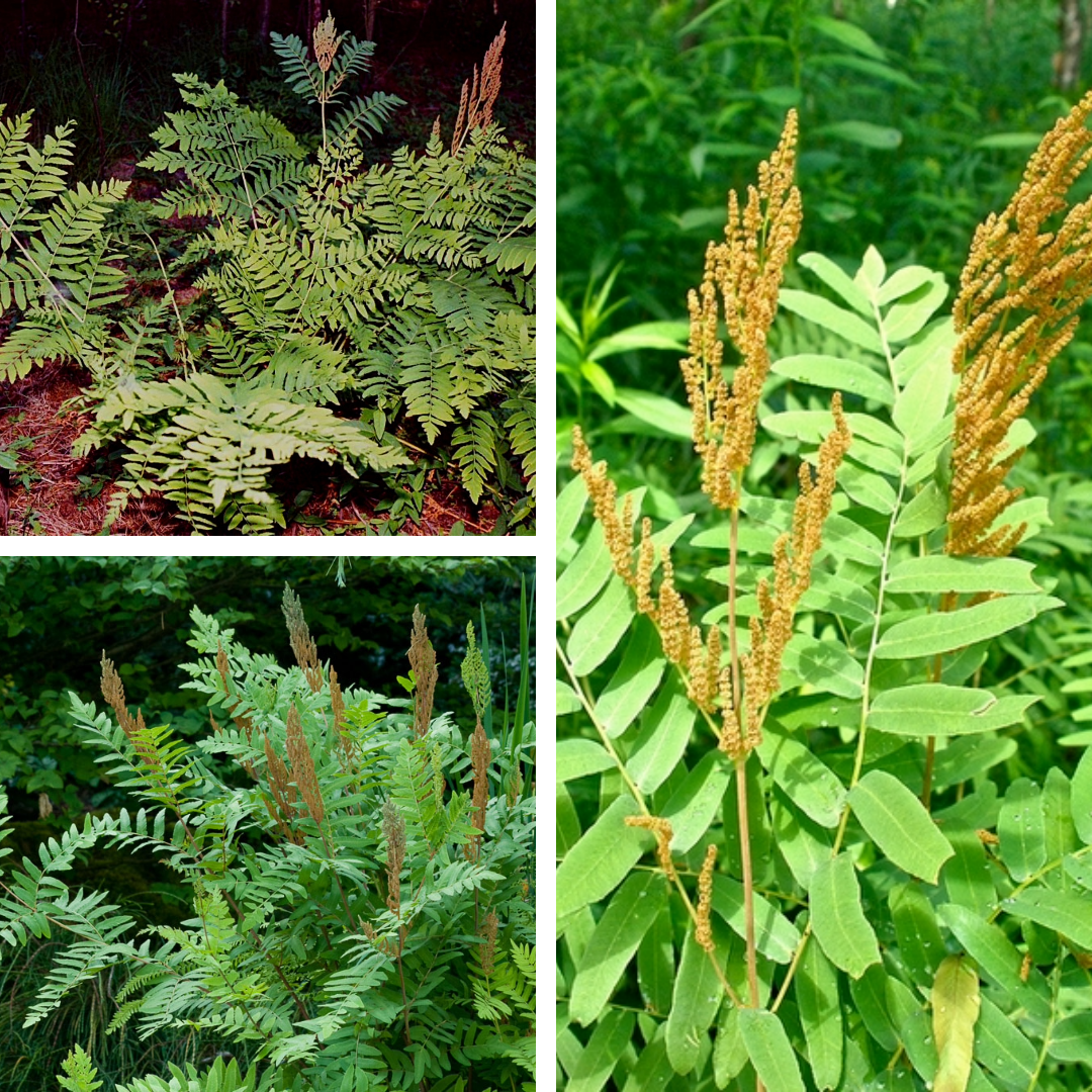 <p>Reproductive parts at top of frond, branching and leafing</p>