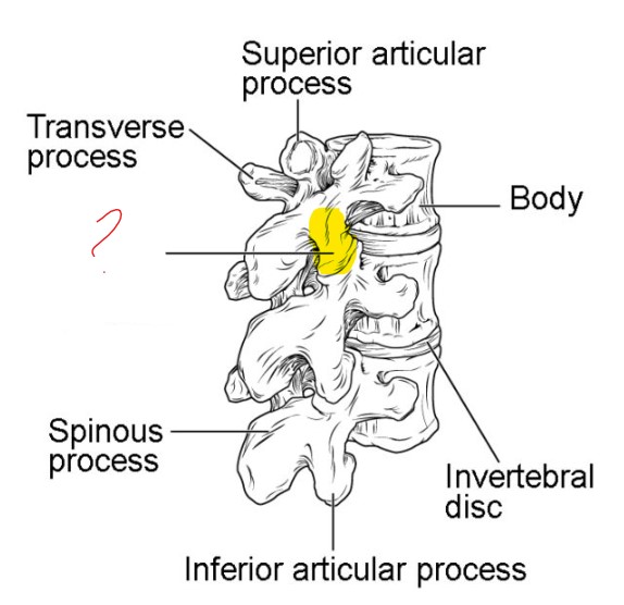 <p>Posterior view</p>