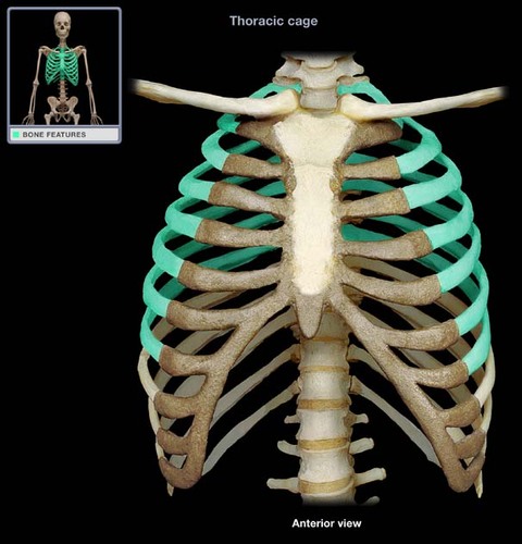 The first seven bones are called the true ribs. These bones are connected to the spine (the backbone) in the back. In the front, the .... are connected directly to the breastbone or sternum by a strip of cartilage called the costal cartilage.