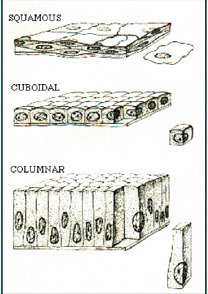 <p>epithelial tissue is also classified by shape</p>