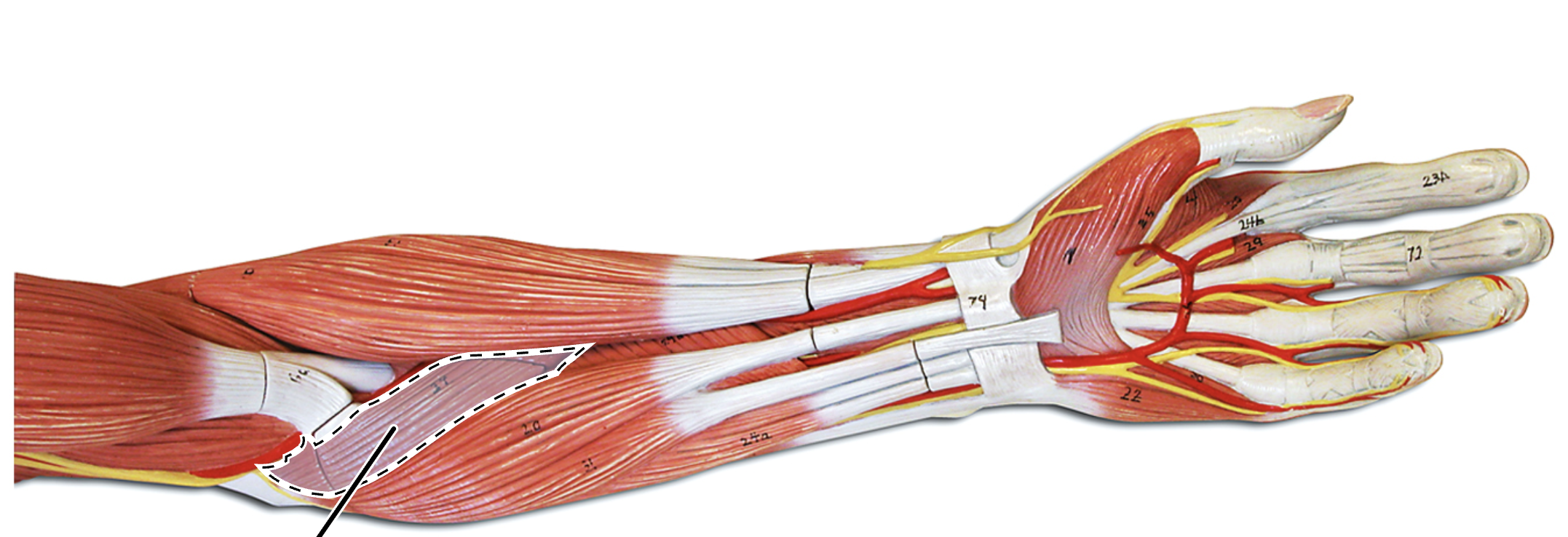 knowt flashcard image