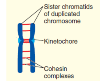 <p><strong>Cohesin</strong> — a ring-shaped complex, that extend along the length of the sister chromatid arms and are particularly<strong> concentrated at the</strong></p><p><strong>centromere.</strong></p>