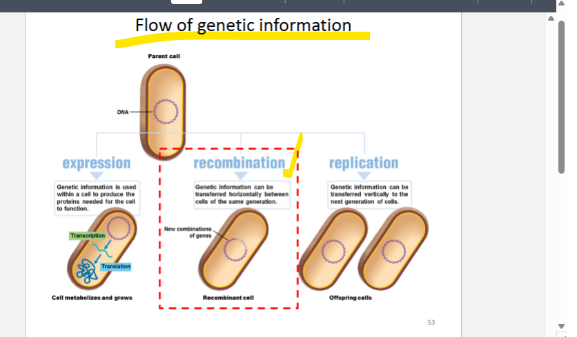 <p>Genetic information can be transferred horizontally between cells of the same generation </p>