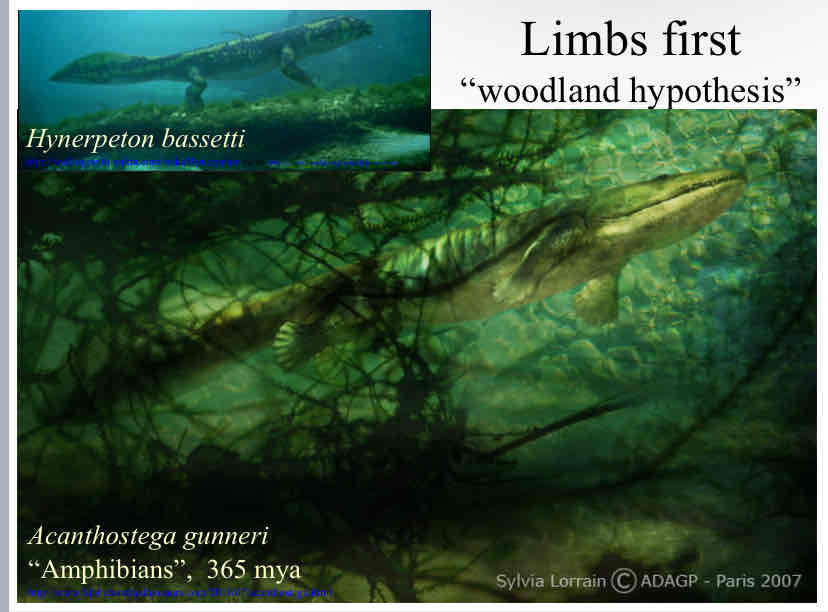 <p>Limbs First - Woodland Hypothesis</p>